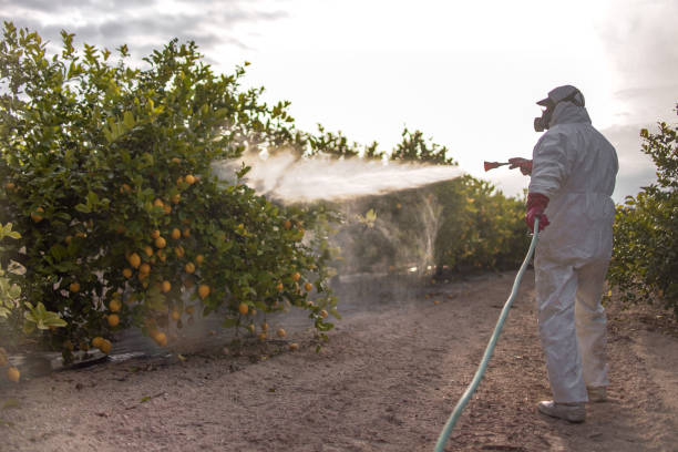 Best Termite Control Services  in Los Osos, CA