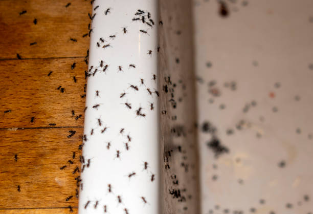 Best Commercial Pest Control Services  in Los Osos, CA