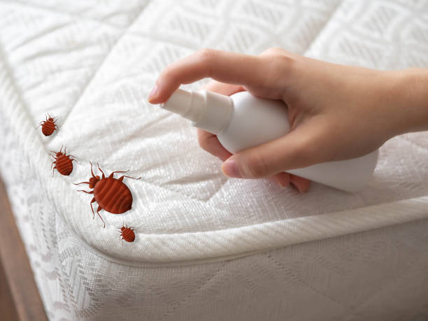 Best Local Pest Control Services  in Los Osos, CA
